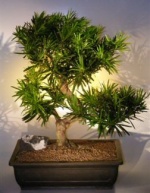 Podocarpus Bonsai Tree.jpg